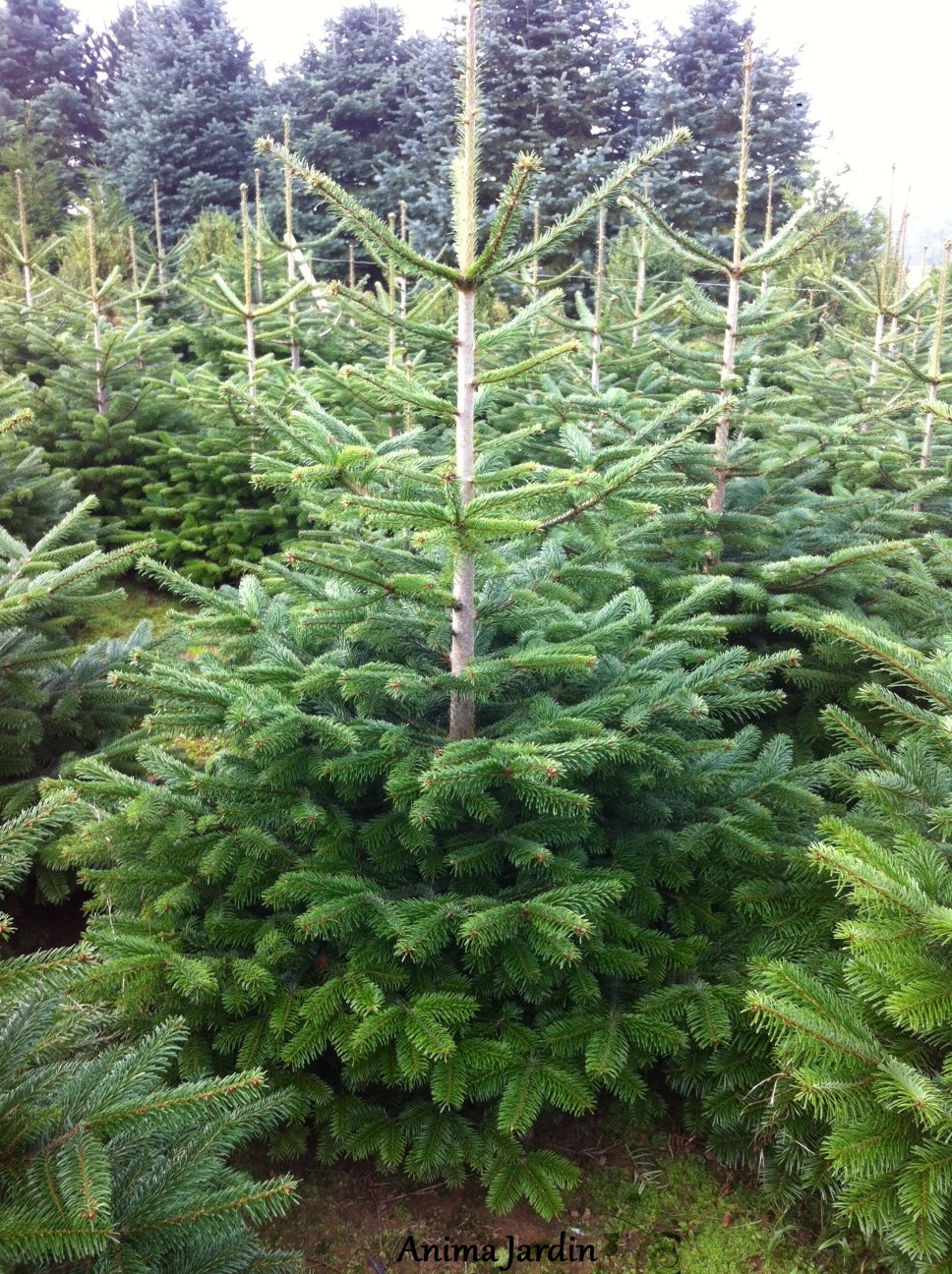 sapin-Nordmann