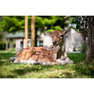 Maman biche et son bébé, L.40 cm, animal en résine, décoration extérieure