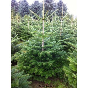 Sapin de noël Nordmann coupé 175/200cm, livré chez vous