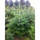 Sapin de noël Nordmann coupé 200/250cm, livré chez vous, achat/vente