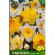 Narcisses en mélange TROMPET, couleurs variées, bulbe calibre 11 pas cher, achat