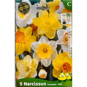 Narcisses en mélange TROMPET, couleurs variées, bulbe calibre 11 pas cher, achat