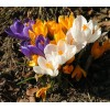 Crocus botanique en mélange, bulbe d'automne, floraison printemps