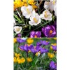 Crocus, Allium, Perce neige, Jacinthe des bois, plusieurs mois de fleurs, bulbes