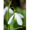 Crocus, Allium, Perce neige, Jacinthe des bois, plusieurs mois de fleurs, bulbes