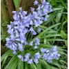 Crocus, Allium, Perce neige, Jacinthe des bois, plusieurs mois de fleurs, bulbes