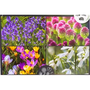 Crocus, Allium, Perce neige, Jacinthe des bois, plusieurs mois de fleurs, bulbes