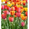 Tulipe en mélange de couleurs , bulbe calibre 11/12 cm, achat/vente