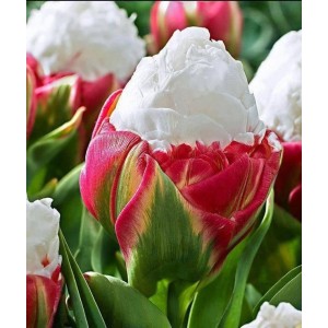 Tulipes angélique, bulbes calibre 11+, double tardive, achat/vente