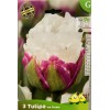 Tulipes angélique, bulbes calibre 11+, double tardive, achat/vente