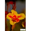 Lot de 2 Bulbes Canna Queen Charlotte, Bulbe de fleur