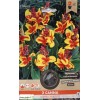 Lot de 2 Bulbes Canna Queen Charlotte, Bulbe de fleur