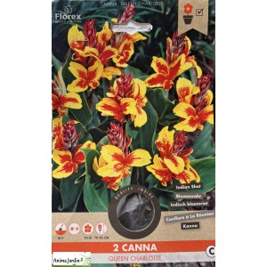 Lot de 2 Bulbes Canna Queen Charlotte, Bulbe de fleur