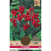 Lot de 2 Bulbes Canna Greenleaves Red, Bulbes de fleurs