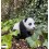 Bébé panda, 12 cm en résine, animal, décoration de jardin, Riviera, achat, vente, pas cher