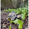 Tortue étoilée, bébé tortue, 14cm en résine, déco de jardin, animal, reptile, riviera, achat