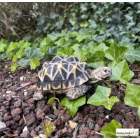 Tortue étoilée, bébé tortue, 14cm en résine, déco de jardin, animal, reptile, riviera, achat