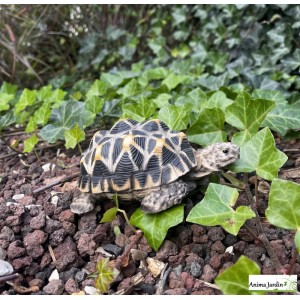 Tortue étoilée, bébé tortue, 14cm en résine, déco de jardin, animal, reptile, riviera, achat