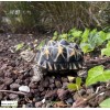 Tortue étoilée, bébé tortue, 14cm en résine, déco de jardin, animal, reptile, riviera, achat