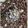 Tortue étoilée, bébé tortue, 14cm en résine, déco de jardin, animal, reptile, riviera, achat