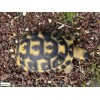 Tortue Hermann, 12 cm en résine, déco de jardin, Riviera, achat, reptile, animal