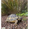 Tortue Hermann, 12 cm en résine, déco de jardin, Riviera, achat, reptile, animal