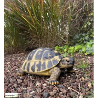 Tortue Hermann, 24 cm en résine, déco de jardin, Riviera, achat, réptile, animal