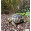 Tortue Hermann, 12 cm en résine, déco de jardin, Riviera, achat, reptile, animal