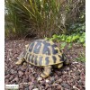 Tortue Hermann, 12 cm en résine, déco de jardin, Riviera, achat, reptile, animal