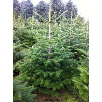 Sapins de noël Nordmann coupé 150/200 cm, PROMO, livré chez-vous