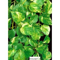 Scindapsus Aureum sur tuteur, plante verte 2.30m, Pothos