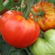 Plant de tomates, tomate côtelée Marmande VR, pot de 0,5L, potager, légume, achat, pas cher