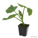 Potiron rouge vif d'Etampes, plants potagers, pot de 0.5L, légume, achat, pas cher