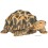 Tortue étoilée, bébé tortue, 14cm en résine, déco de jardin, animal, reptile, riviera, achat