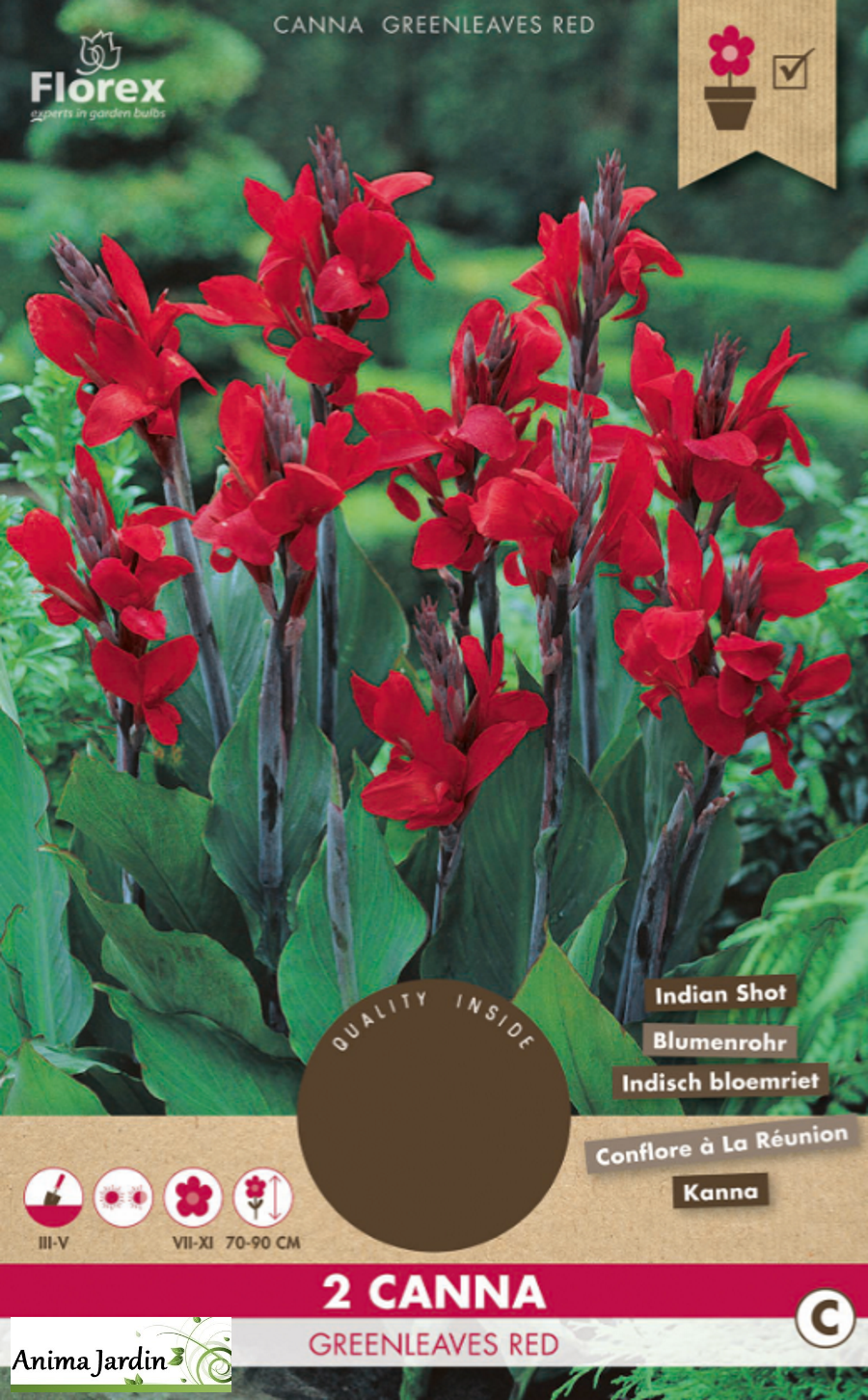 Lot de 2 bulbes Canna Greenleaves Red-bulbes de fleurs-Anima-Jardin.fr