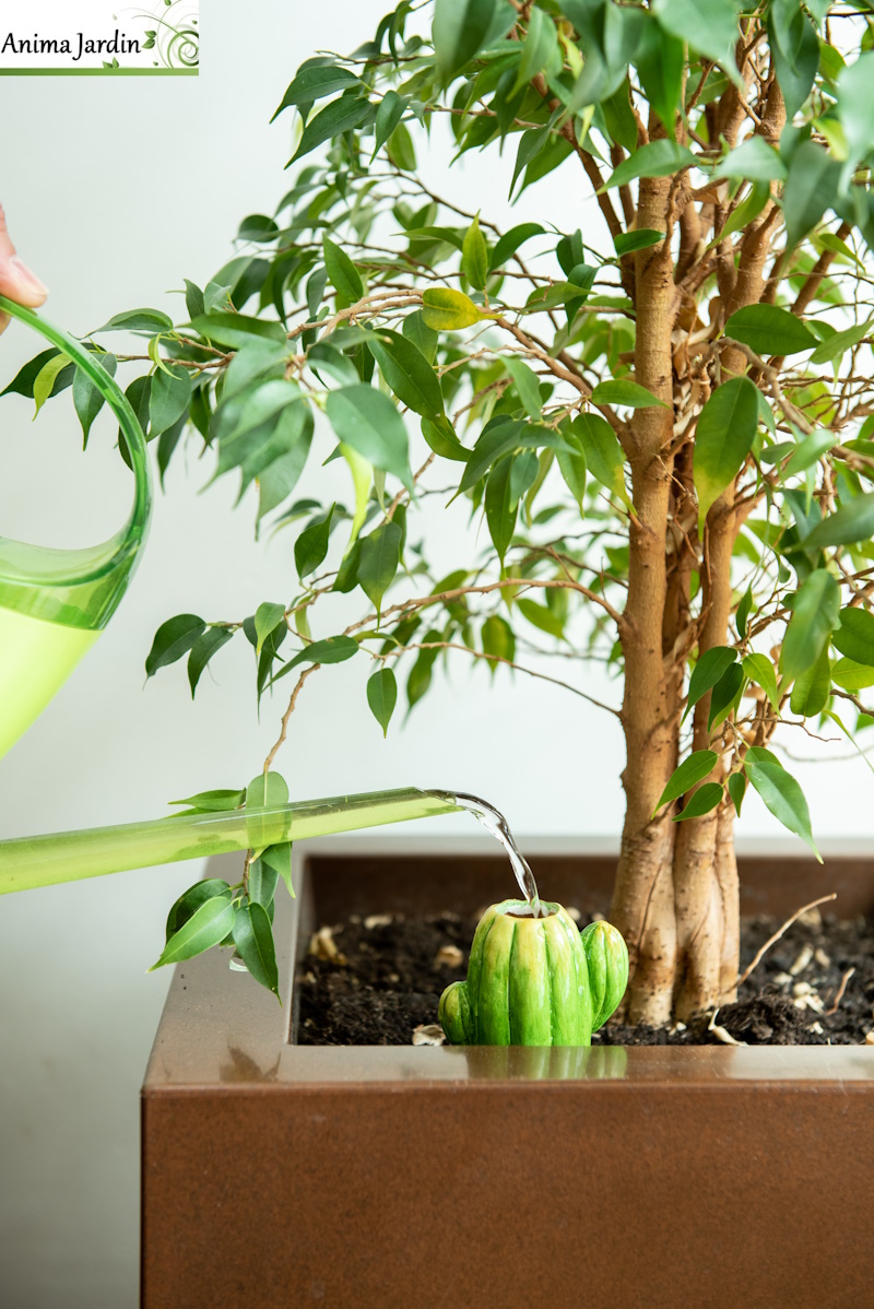 Réserve d'eau Cactus pour plante, extérieure/intérieure, garden Id, anima jardin