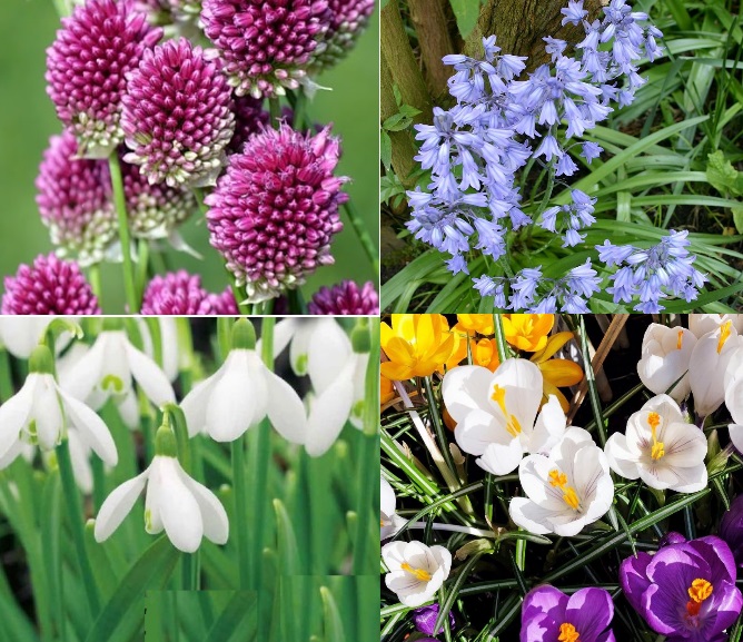 Allium-jacinthe-crocus-perce-neige-anima-jardin.fr