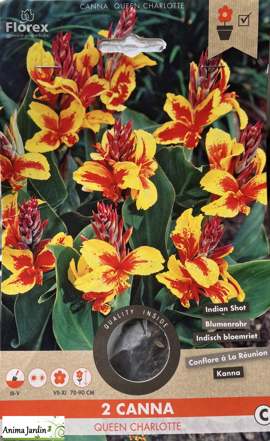 2 Bulbes Canna, Queen Charlotte, Bulbe de fleur-anima-jardin.fr