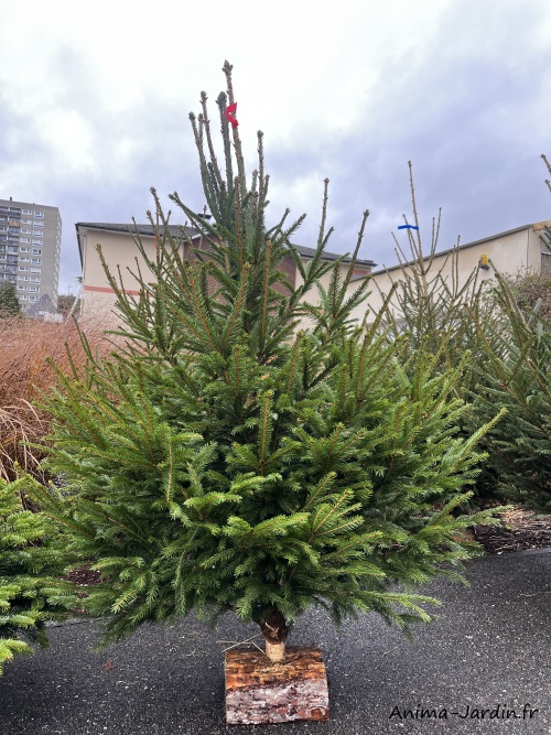 Sapin de Noël Épicéa coupé 100/150 cm, livré chez-vous