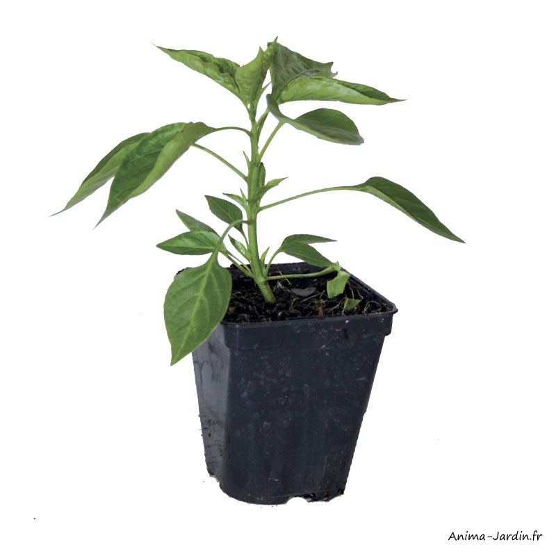 Acheter Pot de culture rond entretien plantation plante NATURA – NATURA, La  solution végétale des professionnels