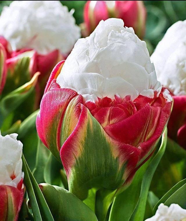 Tulipe-ice-cream-vanille-fraise-anima-jardin.fr