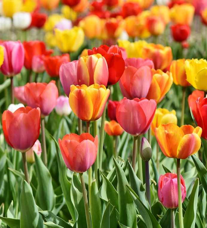 Tulipe-couleur-variées-simple-précoce-anima-jardin