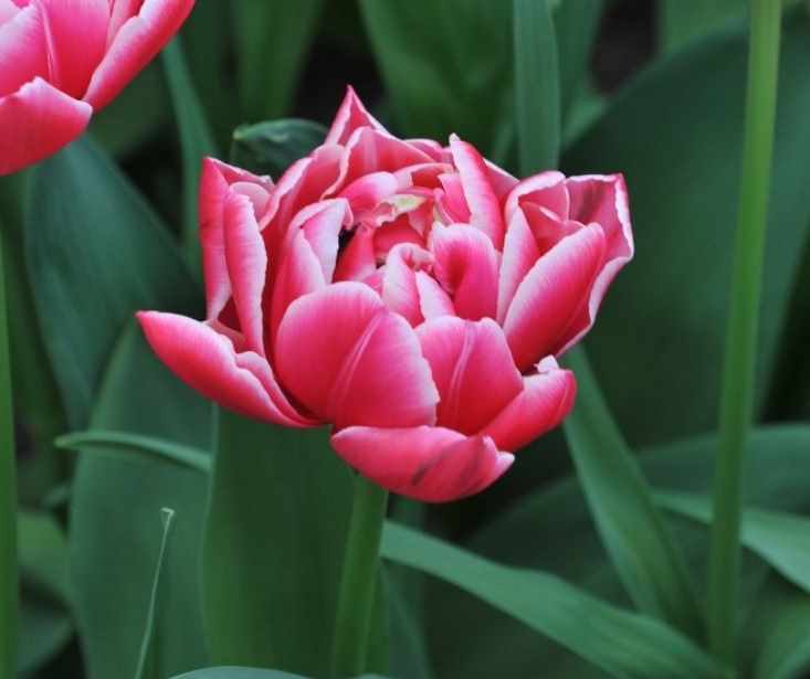 Tulipe-columbus-double-hâtive-anima-jardin.fr